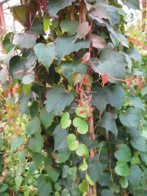 Produktbild von Parthenocissus tricuspidata Veitchii - Dreilappige Jungfernrebe (Weinrebengewächs) 60-100 cm