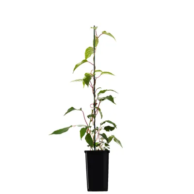 A young kiwi plant in a black pot, supported by a stake.