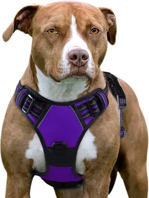 Produktbild von Famanu Hundegeschirr – Verstellbar und komfortabel – Schwarz