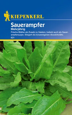 Produktbild von Sauerampfer Mehrjährig | Sauerampfersamen von Kiepenkerl