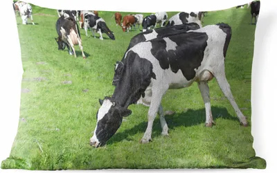 Produktbild von MuchoWow® Outdoor Kissen - Kuh - Tiere - Gras - Sonne - 60x40 cm - Wetterfest - Lounge Kissen - Zierkissen - Kissen für Innenräume