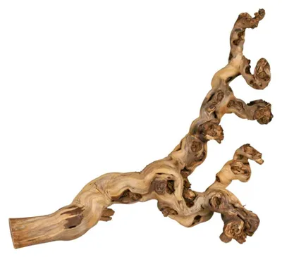 Produktbild von TRIXIE Weinrebe, wassergestrahlt, XL: 55–80 cm