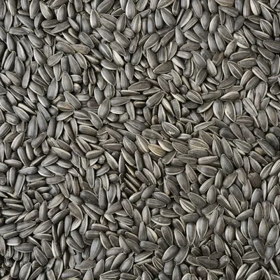Produktbild von 30kg Sonnenblumenkerne Schwarz Vogelfutter Ganzjahresvogelfutter Vögel 30 kg TOP