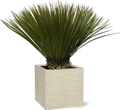 Zdjęcie produktu dla Lilia palmowa Yucca rostrata Ø30 cm ↕80 cm Egzotyczna roślina pustynna Roślina doniczkowa