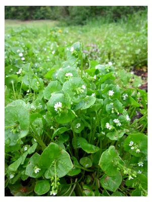 Produktbild von 500 Samen Winterportulak Tellerkraut Claytonia perfoliata