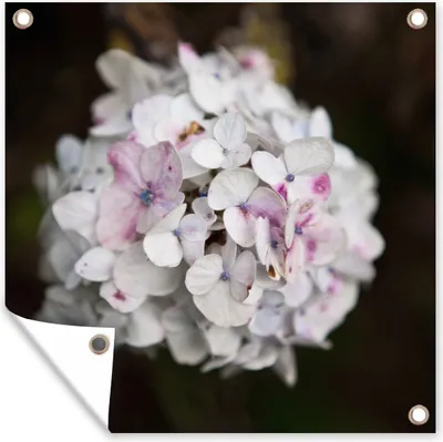 Produktbild von MuchoWow® 50x50 cm Outdoor-Poster Gartendeko Sichtschutz Garten Poster für den Garten  Weiße Hortensie vor schwarzem Hintergrund