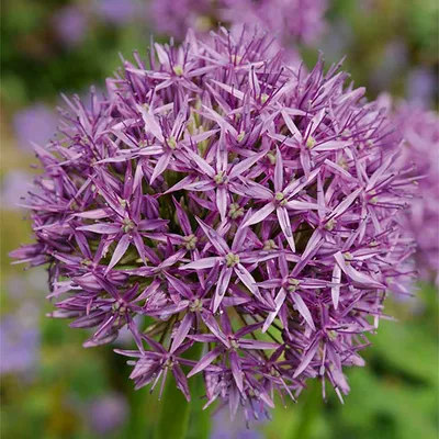 Produktbild von 15er-Mix - Allium Purple Sensation - Look - Zierzwiebel - Lila - Blumenzwiebeln - Frühlingsblüher - Mehrjährige Pflanzen - Wird bis zu 70-90 cm groß