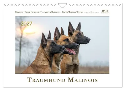 Produktbild von Traumhund Malinois (Wandkalender 2027 DIN A4 quer), CALVENDO Monatskalender