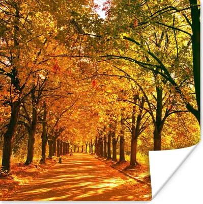 Produktbild von MuchoWow® Poster Wald - Herbst - Jahreszeiten - Ländlich 50x50 cm - Wohnzimmerdekoration