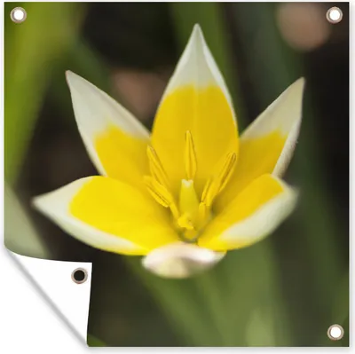 Produktbild von MuchoWow® 100x100 cm Outdoor-Poster Gartendeko Sichtschutz Garten Poster für den Garten  Blume - Garten - Gelb