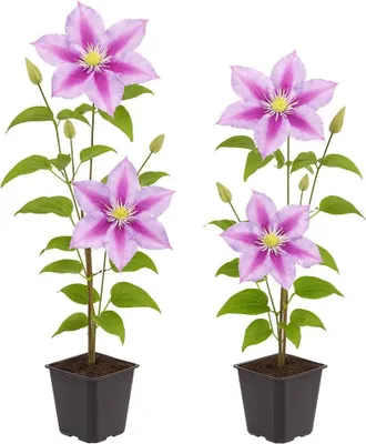 Immagine prodotto di Piante rampicanti esotiche - Clematis Piilu - set di 2? - fiori da 11 cm
