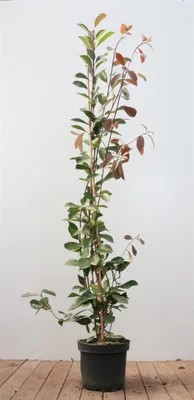Produktbild von Photinia fraseri 'Red Robin', Glanzmispel, rot, 125–150 cm