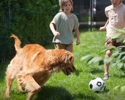 Produktbild von Pet Genie Hundekot-Entsorgungssystem