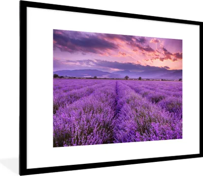 Produktbild von MuchoWow® Gerahmtes Poster Lavendel - Lila - Blumen - Feld 80x60 cm - Poster mit Schwarzem Bilderrahmen Wandposter Rahmen Foto Bilder - Schlafzimmer-Dekorationen - Fotoposter