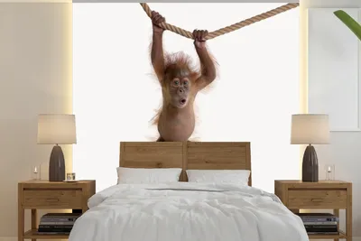 Produktbild von MuchoWow® Fototapete für Wohnzimmer oder Schlafzimmer Wandtapete Vinyl Motivtapete Affe - Tiere - Kinder - Orang Utan - Jungen - Mädchen - 280x280 cm - Kindertapete - Hintergrundbild