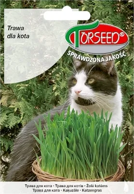 Produktbild von Gras-Samen für Katzen 30g - Torseed