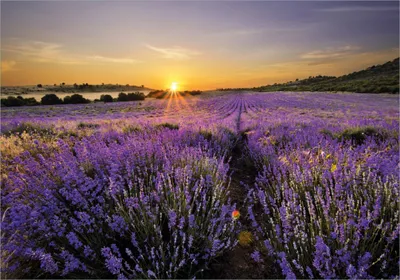 Produktbild von Wallario Poster - Sonnenuntergang über dem Lavendel, Kunstdruck Größe: 70 x 100 cm