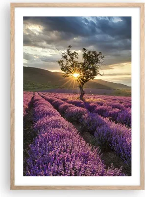 Produktbild von Gerahmtes Poster - Rahmen in heller Eiche - Lavendel Berge Feld - 50x70 cm - Wand Bild - Wanddeko - Wandbilder - Wandposter - Bilderrahmen - Bilder - Kunstdruck - Wandbild - P2NPA50x70-3645