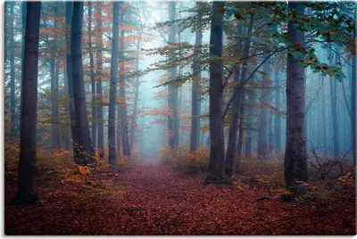 Produktbild von ARTland Leinwandbild Wald im Nebel Größe: 30x20 cm