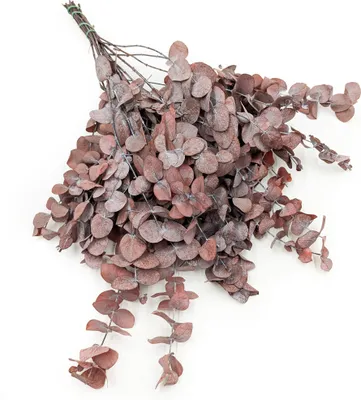 Produktbild von Stabilisiertes Eukalyptus - Cinerea - Rot