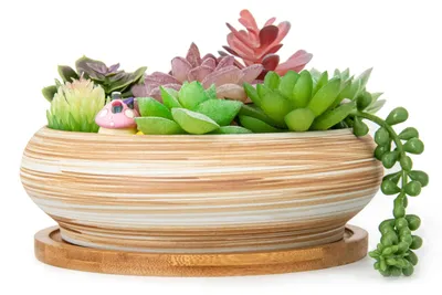 Zdjęcie produktu dla Duży doniczka do bonsai z otworami drenażowymi, idealny do sukulentów