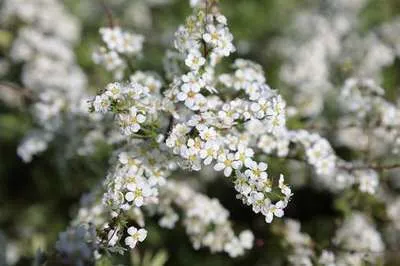 Image de Spiraea cinerea 'Grefsheim' - Brautspiere 30- 40 cm - Container