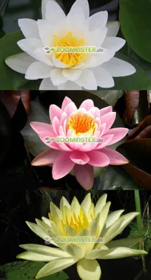 Produktbild von Seerosen-Set weiß / rosa / gelb 3 Stück winterhart - Rhizom, Teichpflanze