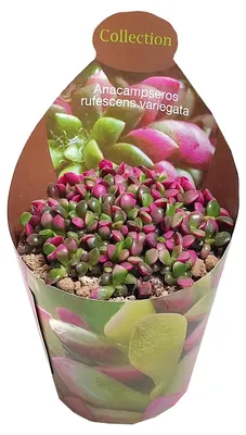 Produktbild von Anacampseros rufescens variegata – Regenbogen-Sukkulente – Rarität – 6,5 cm Topf – 15 cm hoch