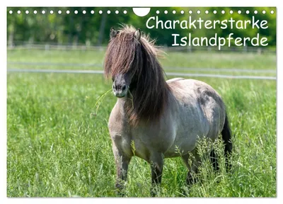 Produktbild von Charakterstarke Islandpferde (Wandkalender 2027 DIN A4 quer), CALVENDO Monatskalender