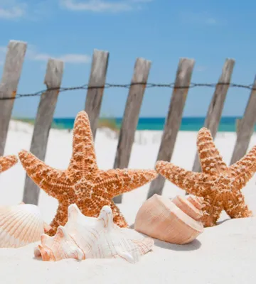 Produktbild von Fototapete - Starfish 225x250cm - Vliestapete