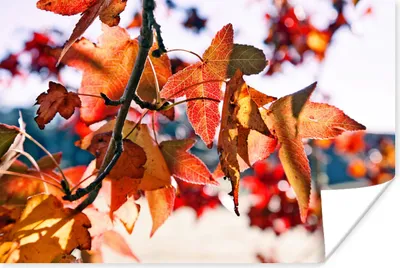 Produktbild von MuchoWow® Poster Ahorn - Blätter - Rustikal - Herbst 180x120 cm - Fotoplakat