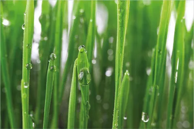 Produktbild von Wallario selbstklebendes Poster - Wassertropfen an Grashalmen, Größe: 100 x 150 cm