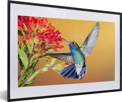 Produktbild von MuchoWow® MuchoWow® Gerahmtes Poster Vogel - Kolibri - Blumen 60x40 cm - Poster mit zchwarzem Bilderrahmen - Schlafzimmer - Plakat in Rahmen - Drucken