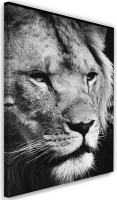 Produktbild von Leinwandbild schwarzer und weißer löwe 60x90 cm Feeby grau wandbild bereit zum aufhängen