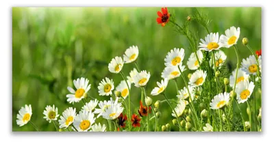 Produktbild von Glasbilder 120x60 Wandbild Druck auf Glas Gänseblümchen Natur