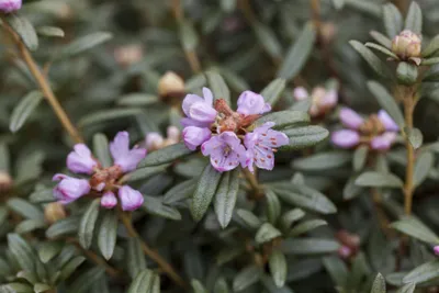 Produktbild von Sanddornblättriger Rhododendron 30-40 cm, im Topf - Rhododendron hippophaeoides