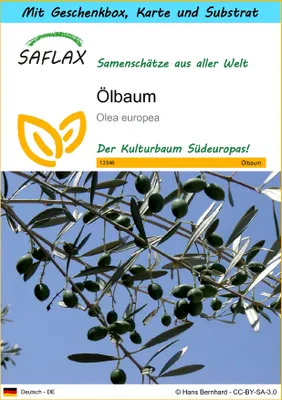 Produktbild von SAFLAX - Geschenk Set - Ölbaum - 20 Samen - Mit Geschenk- / Versandbox, Versandaufkleber, Geschenkkarte und Anzuchtsubstrat - Olea europea