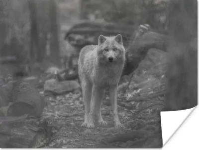 Produktbild von MuchoWow® Poster Weißer Wolf im Wald in Schwarz und Weiß 160x120 cm - Foto Plakat