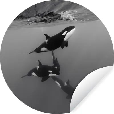 Produktbild von MuchoWow® Runde Wandtattoo - Wandsticker Tapete Aufkleber Orca - Wasser - Schwarz - Weiß Ø 30 cm Selbstklebend und Repositionierbar - Wandaufkleber - Kreis - Wandbild - Fototapete - Selbstklebend - Dekoration - Wandschmuck - Schlafzimmer