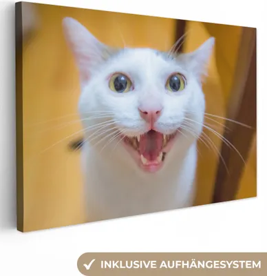 Produktbild von OneMillionCanvasses® - Leinwandbilder - 140x90 cm, Katze - Tier - Weiß, Wandbilder Kunstdruck Wanddekoration
