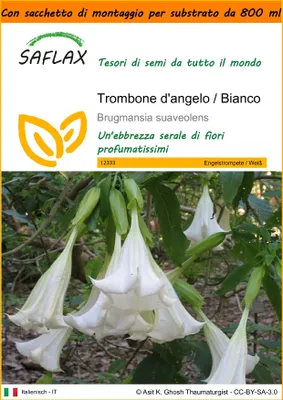 Immagine prodotto di SAFLAX Garden in the bag - Trombone d'angelo / Bianco - 10 semi - Brugmansia