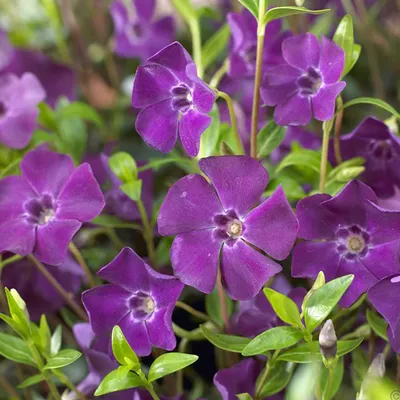 Obrázok produktu pre 6 x plamienok vždyzelený  - Vinca minor 'Atropurpurea'  | Kvetináč 9 cm x 9 cm