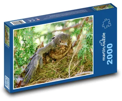 Produktbild von martinpuzzle - Puzzle 2000 Teile - Amselküken