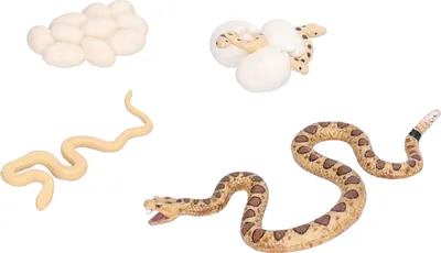 Produktbild von Model rastového cyklu,Model životného cyklu,Model rastového cyklu hada,Model životného cyklu Toy,Model životného cyklu hada,Model životného cyklu hada,Model rastu hada