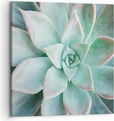 Produktbild von Bild auf Leinwand - Leinwandbild - Einteilig - Blau Blätter Agave - 70x70cm - Wand Bild - Wanddeko - Wandbilder - Leinwanddruck - Bilder - Wanddekoration - Leinwand bilder - Wandbild - AC70x70-4628