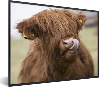 Produktbild von MuchoWow® Gerahmtes Poster Schottischer Highlander - Braun - Tiere 80x60 cm - Poster mit Schwarzem Bilderrahmen Wandposter Rahmen Foto Bilder - Schwarzem - Mit Gestell
