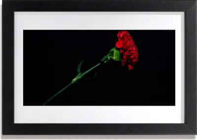Produktbild von Bild 30x20 MDF-Rahmen Wandkunst Natur Blume Pflanze