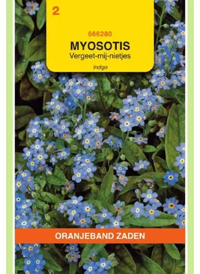 Zdjęcie produktu dla Ornithogalum alpinum (Myosotis alpestris) – niebieskie kwiaty – 1 opakowanie nasion
