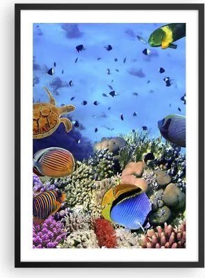 Produktbild von Gerahmtes Poster - Schwarzer Rahmen - Korallenriff - 50x70 cm - Wand Bild - Wanddeko - Wandbilder - Kunstposter - Wandposter - Bilderrahmen - Bilder - Kunstdruck - Wandbild - P2BPA50x70-3569