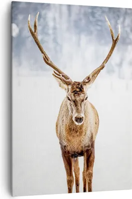 Produktbild von Bild auf Leinwand - Leinwandbild - Einteilig - Hirsch Geweih Winter - 70x100cm - Wand Bild - Wanddeko - Wandbilder - Leinwanddruck - Wanddekoration - Leinwand bilder - Wandbild - PA70x100-5141